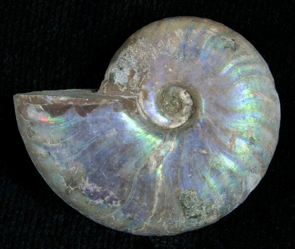 Silver Iridescent Ammonite - Madagascar #5353